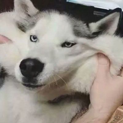 动物情头一左一右 逗比搞怪动物系列情头高清