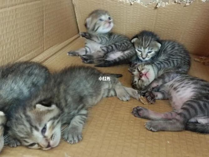 暹罗猫暹罗串串狸花猫_猫咪_养猫_暹罗猫_狸花猫_金桲