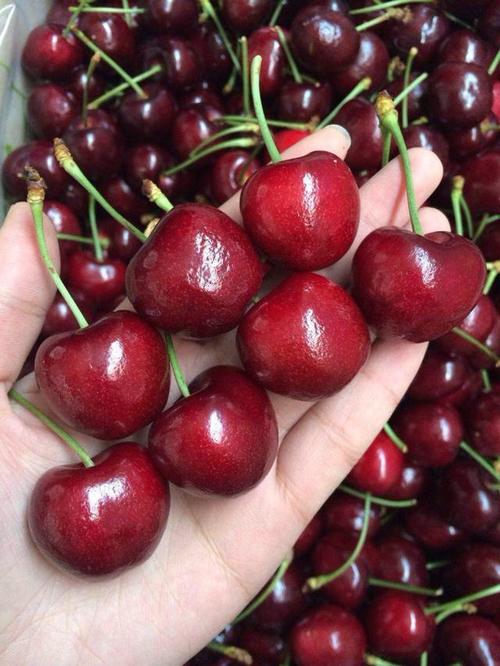 车厘子算是水果中的土豪了,售价已经达到了100元一斤!