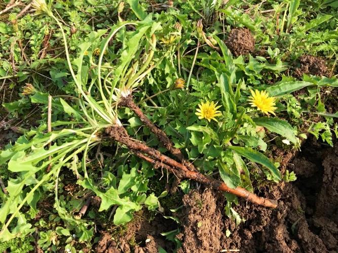 药食同源0202蒲公英