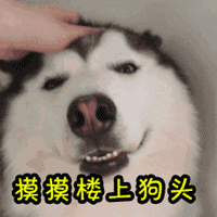 哈士奇表情包天生自带表情包的傻狗二哈