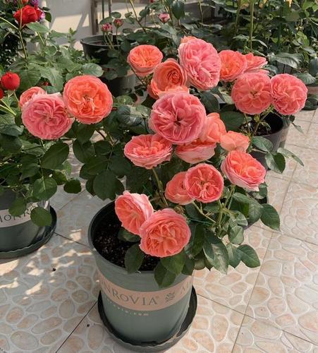 这月季名叫鲑红色阳台诺娃在家养一盆满足5点就够了