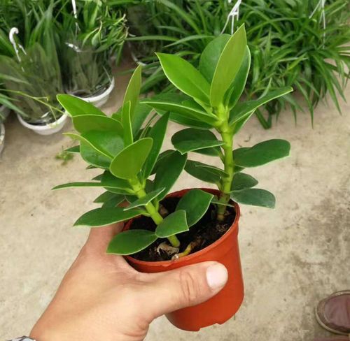 【基地直销】观叶植物吸甲醛净化空花卉小盆栽 90签名树