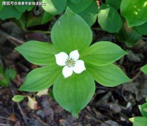 2022年阳历9月运势生肖属鸡人运势算命查询