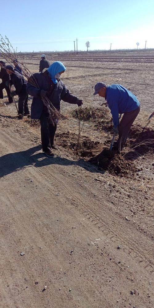 民勤县红沙梁镇花寨村积极开展义务植树活动