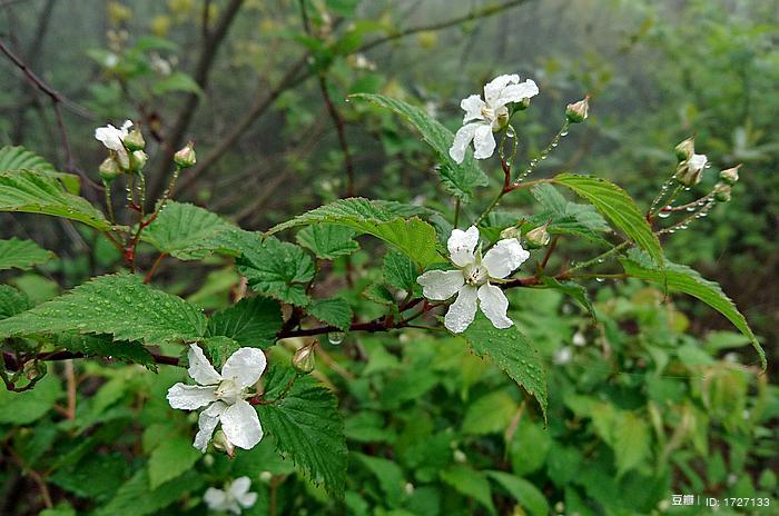 三花悬钩子 rubus trianthus,蔷薇科 悬钩子属