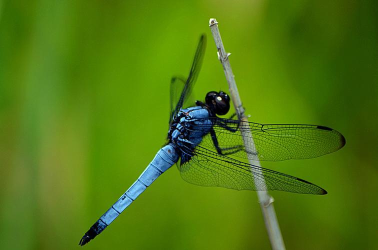 蓝蜻蜓