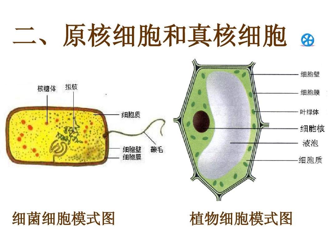 二,原核细胞和真核细胞 细菌细胞模式图 植物细胞模式图