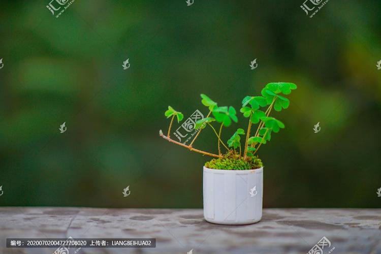 盆栽三叶草,盆景盆栽,植物花草,摄影,汇图网www.huitu.com