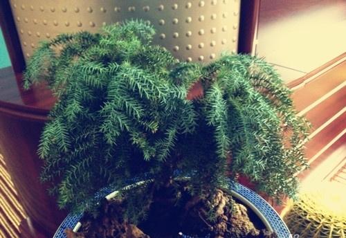 澳洲杉放在客厅效果图