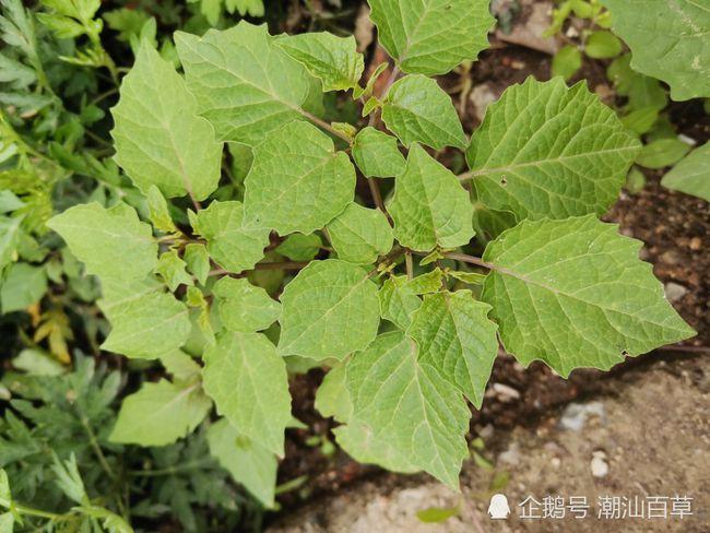 潮汕中草药之灯笼草一颗显效治咽喉肿痛扁桃体炎还能治疝气