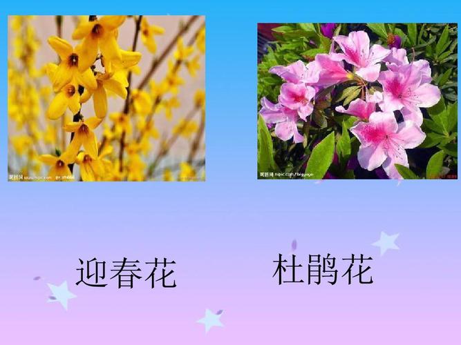 四年级科学下册《各种各样的花》ppt课件之二(教科版)