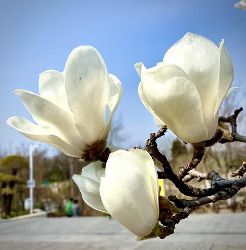 雕塑公园内的玉兰花区一一2020年3月29日