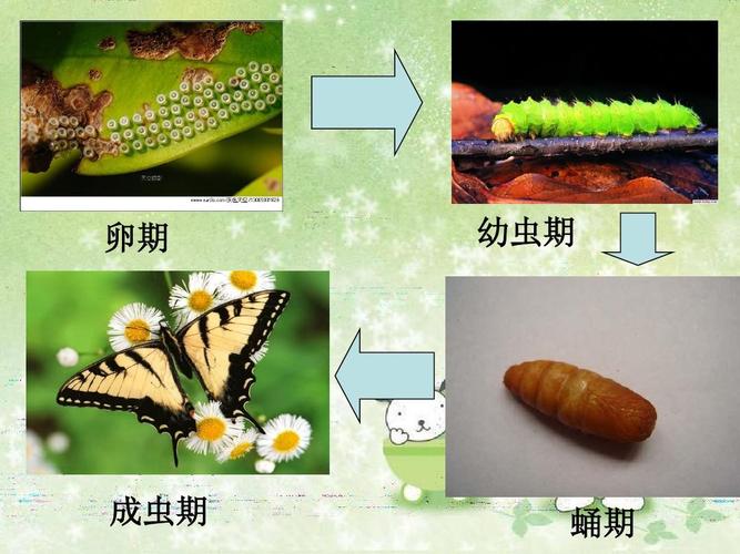 简单介绍毛毛虫的一生,给学生介绍从毛毛虫到蝴蝶的蜕变.