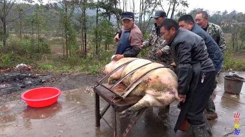 现在农村杀猪也改革了,越来越省事,这样的杀猪方法你见过吗?