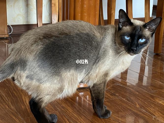局部剃毛的暹罗91_暹罗猫_我有一只暹罗猫_宠物_猫