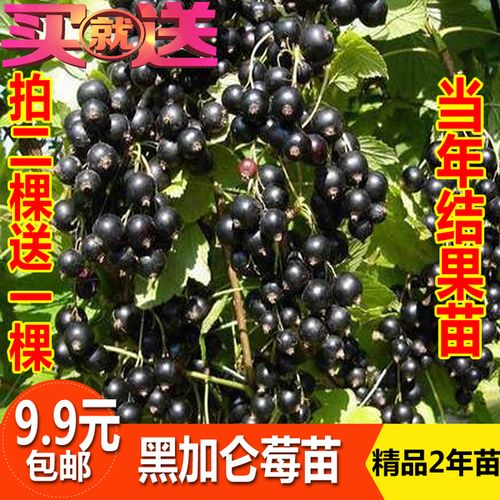 购客黑加仑果树苗紫莓黑加仑苗庭院盆栽种植苗南北方种植当年结果苗木