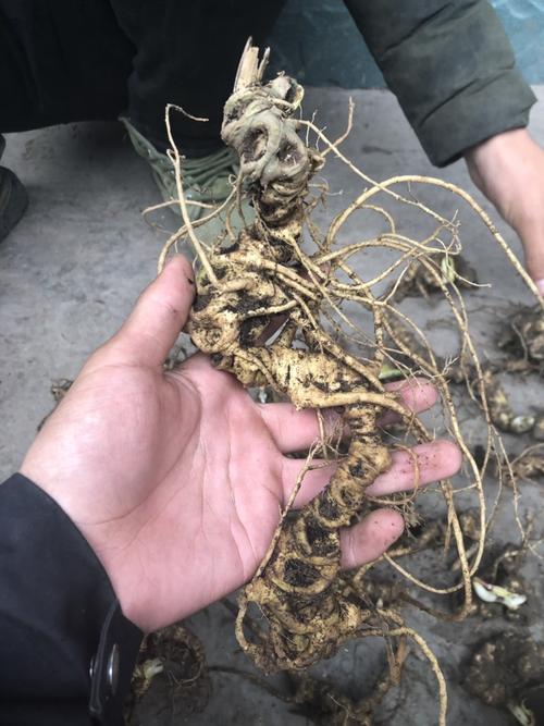 竹节参 有含量检测报告,野生货品