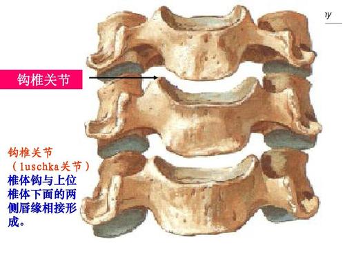 系统解剖学 systematic anatomy 钩椎关节 钩椎关节 (luschka关节)