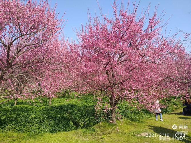 其它 小镇故事(荆州恒荣梅园) 写美篇         八岭山镇的镇政府热诚