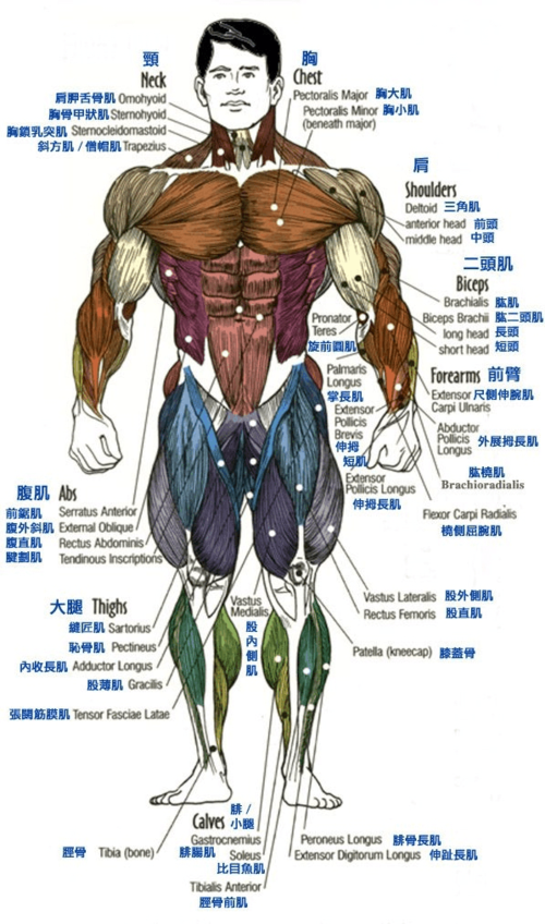 肌肉图解_健身爱好者必备(中英对照)