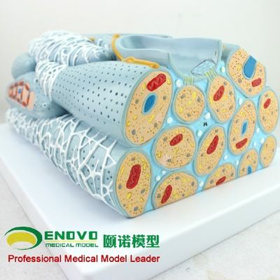 enovo正品 心肌组织模型 心肌细胞 心肌工程微观模型 心脏模型