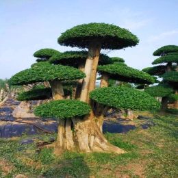 专业对节白蜡造型树_对节白蜡价格_对节白蜡盆景-华讯