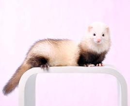 中国熊猫色安格鲁貂