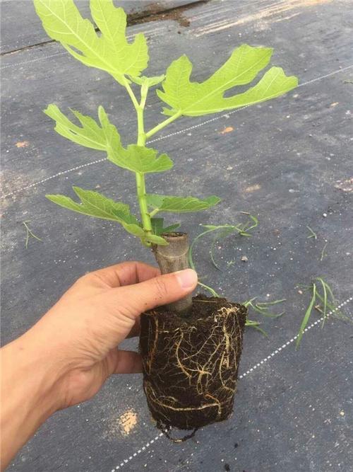 五年生黑色使命无花果苗一颗的价格