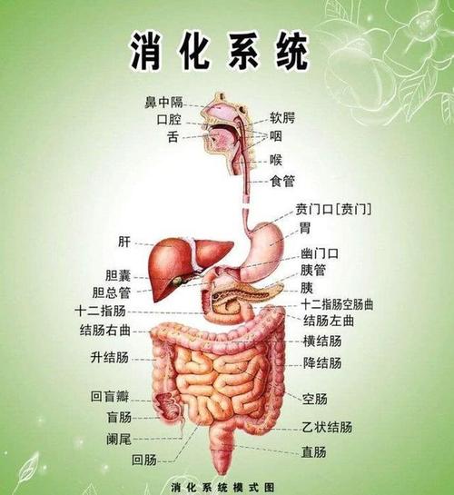 了大肠和小肠,小肠比较长,有4至6米这么长,包括了十二指肠,空肠和回肠