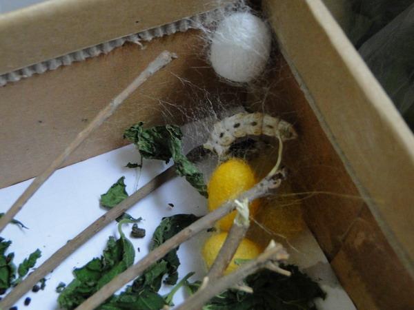 转载蚕宝宝二结茧太美的蚕茧蚕蛾产卵