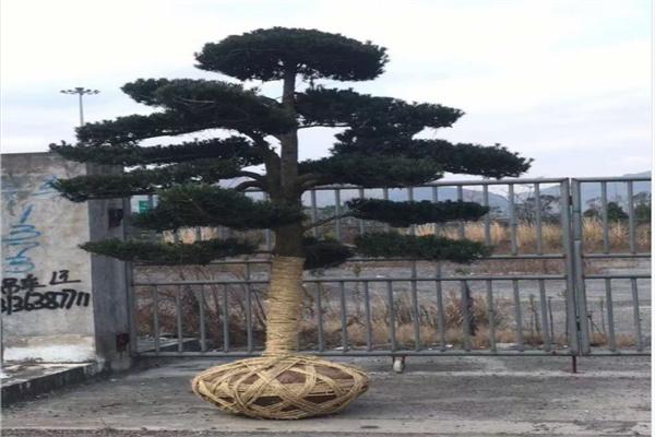 奉贤区日本罗汉松批发造型罗汉松价格