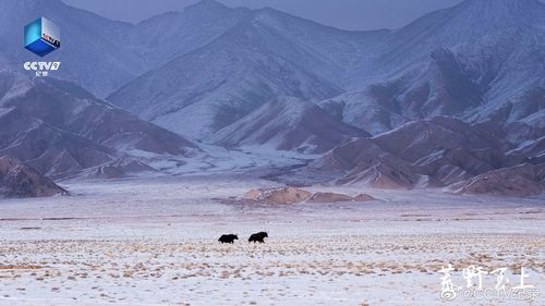 新疆阿尔金山自然保护区,雪山,冰原,沙漠共存一地