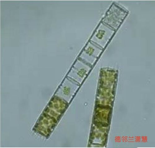 其它 藻类显微图谱及常见藻类属性 写美篇 一,中心硅藻纲(中心纲)  圆