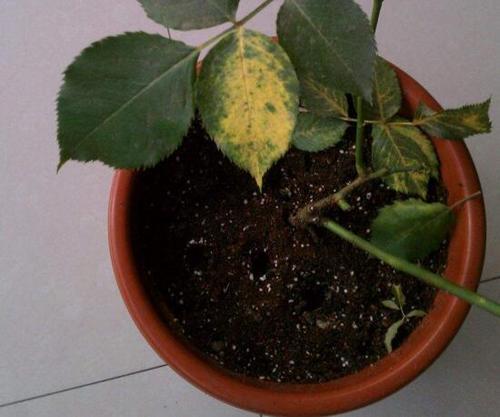 玫瑰花叶子一碰就掉怎么办四种方法教你如何挽救