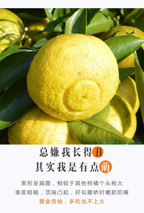 正宗黄金贡柚怀化洪江新鲜水果丑八怪湖南现摘现发5/10斤 黄金贡柚5斤