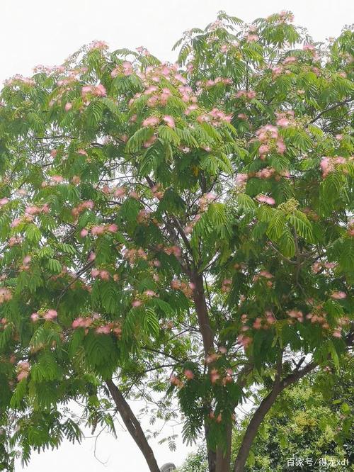 粉艳绒花羽叶枝,合欢娇媚展英姿