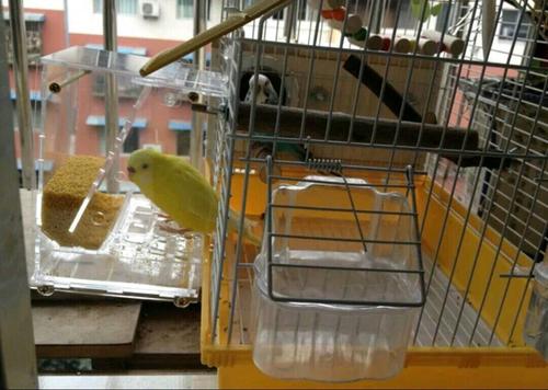 虎皮鹦鹉,用竖的繁殖箱好,还是用横的繁殖箱好?哪个比较好?