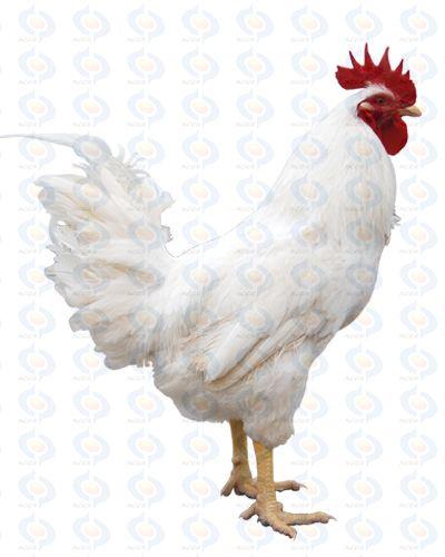  p>隐性白羽肉鸡,实际上是属于快大白羽肉鸡中的某些品系.