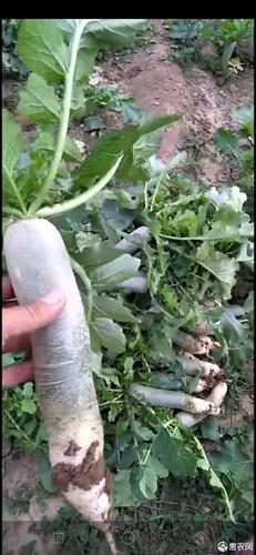 西周密,网纹,苹果,潍县萝卜