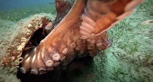 叫你偷拍红海乌贼欲没收潜水者相机