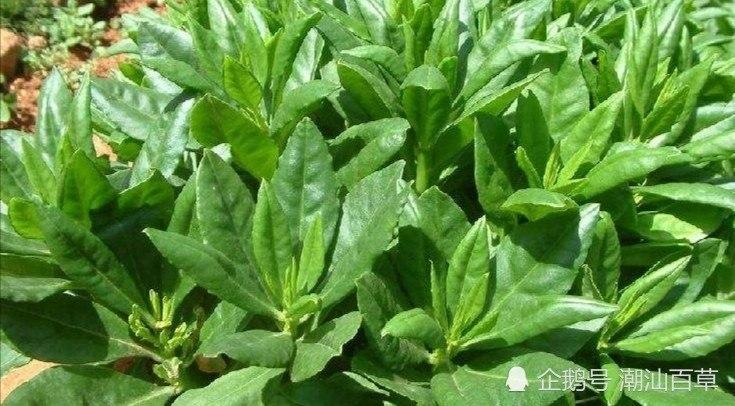 土人参(人参菜)菜谱分享