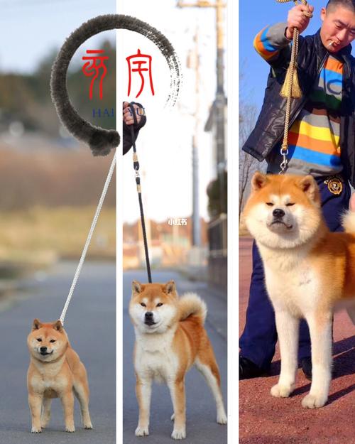 豆柴mameshiba,柴犬shiba,秋田akita_柴犬_日本_薯条