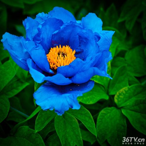 美丽的蓝牡丹