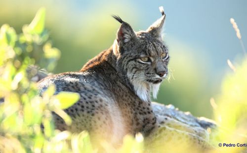 2. the iberian lynx