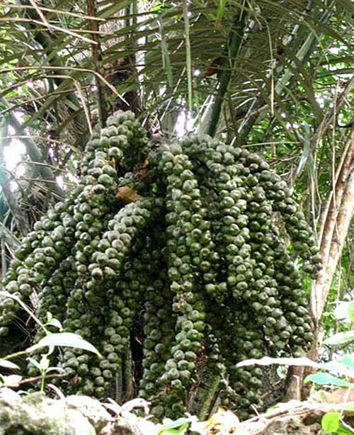 广西崇左龙州特产 野珍红桄榔粉500克 无糖纯野生营养