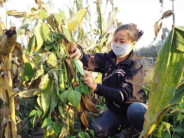 玉米地只种玉米就亏大了,套种两种攀爬作物,收获双倍