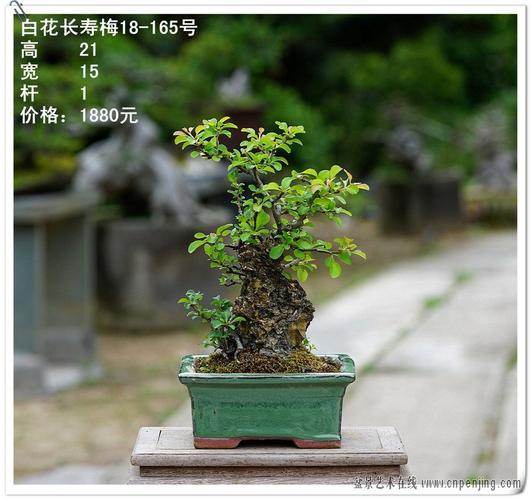 仁亿盆景园/日系盆景 白花长寿梅 日本长寿梅 附石长寿梅/18-165_7折