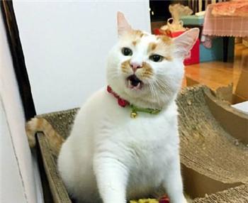 宠物专家:猫咪真的可以听懂主人的话,你相信吗?