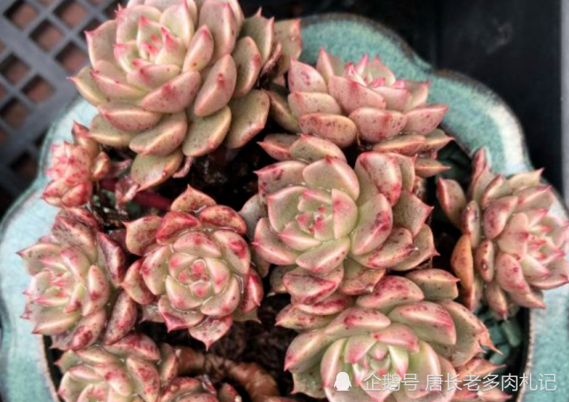 多肉奥利维亚和苯巴蒂斯长得很像?确实有些相似,但实际区别也挺大